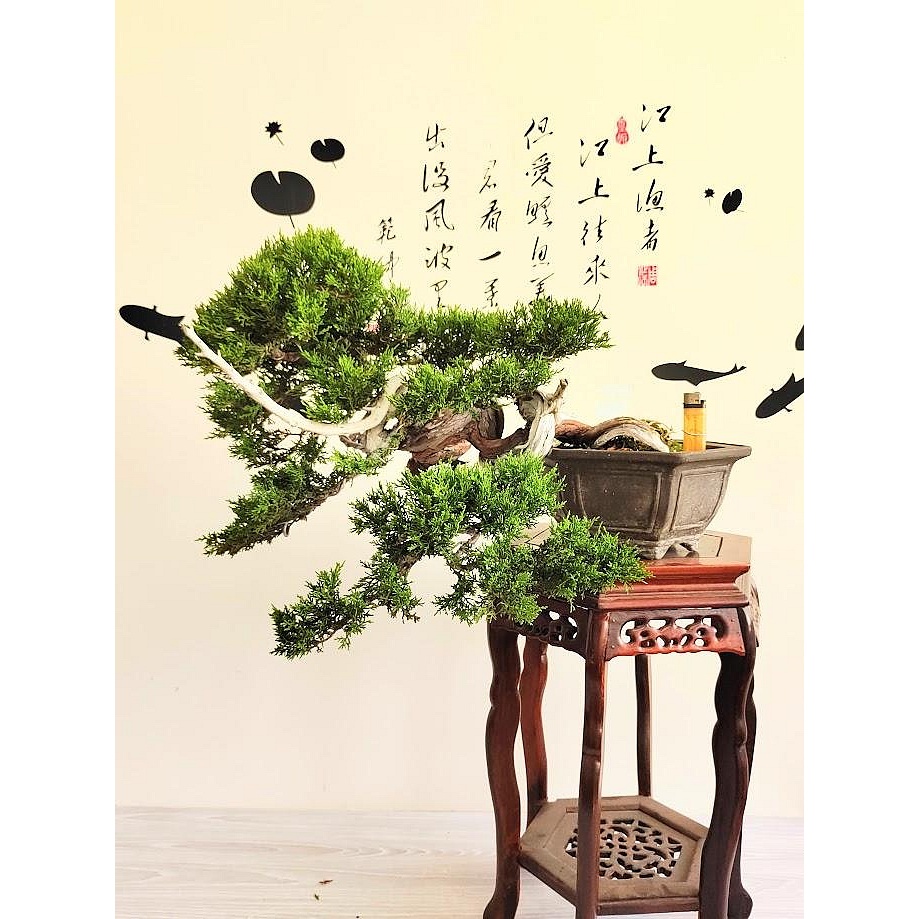 懸崖 糸魚川真柏盆栽】 ⭕展示会仕様❗値引不可 寛大