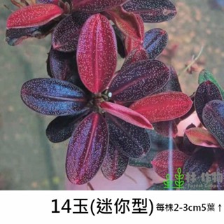 《林作物》稀有水草【14玉】辣椒榕 (小型辣椒榕) 神秘草 水中葉 前景 中景 陰性草 一般級