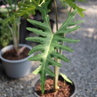 菩提觀音蓮 2.5吋盆苗 觀葉植物 雨林植物 耐陰植物 室內植物 園藝 療癒 植栽 植物 盆栽 陽臺【阿金的便秘花園】