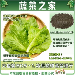 【蔬菜之家滿額免運】大包裝B05-1.冰後結球萵苣種子35克(約29000顆) 蔬菜 種子 葉菜類 易栽種 種籽 萵苣