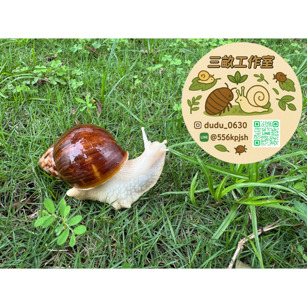 「三畝工作室」白玉蝸牛/飼養技巧/飼養問與答/歡迎聊聊