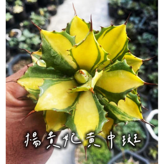楊貴妃黃中斑 一物一拍 龍舌蘭科 多肉 陽光美錦DAYLIGHT PLANTS