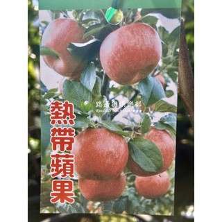 熱帶蘋果 請先洽詢 蘋果苗 紅蘋果 青蘋果 黃蘋果 嫁接苗 蘋果盆栽 小蘋果 熱帶 蜜蘋果 溫帶 平地山區 五爪 富士