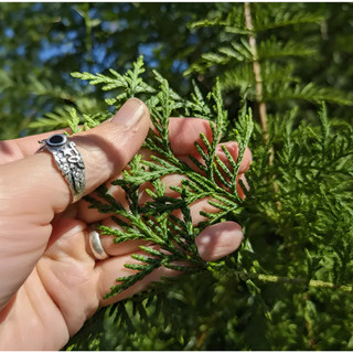 【加油區50ml+】北美白雪松葉精油(THUJA) White Cedar Leaf