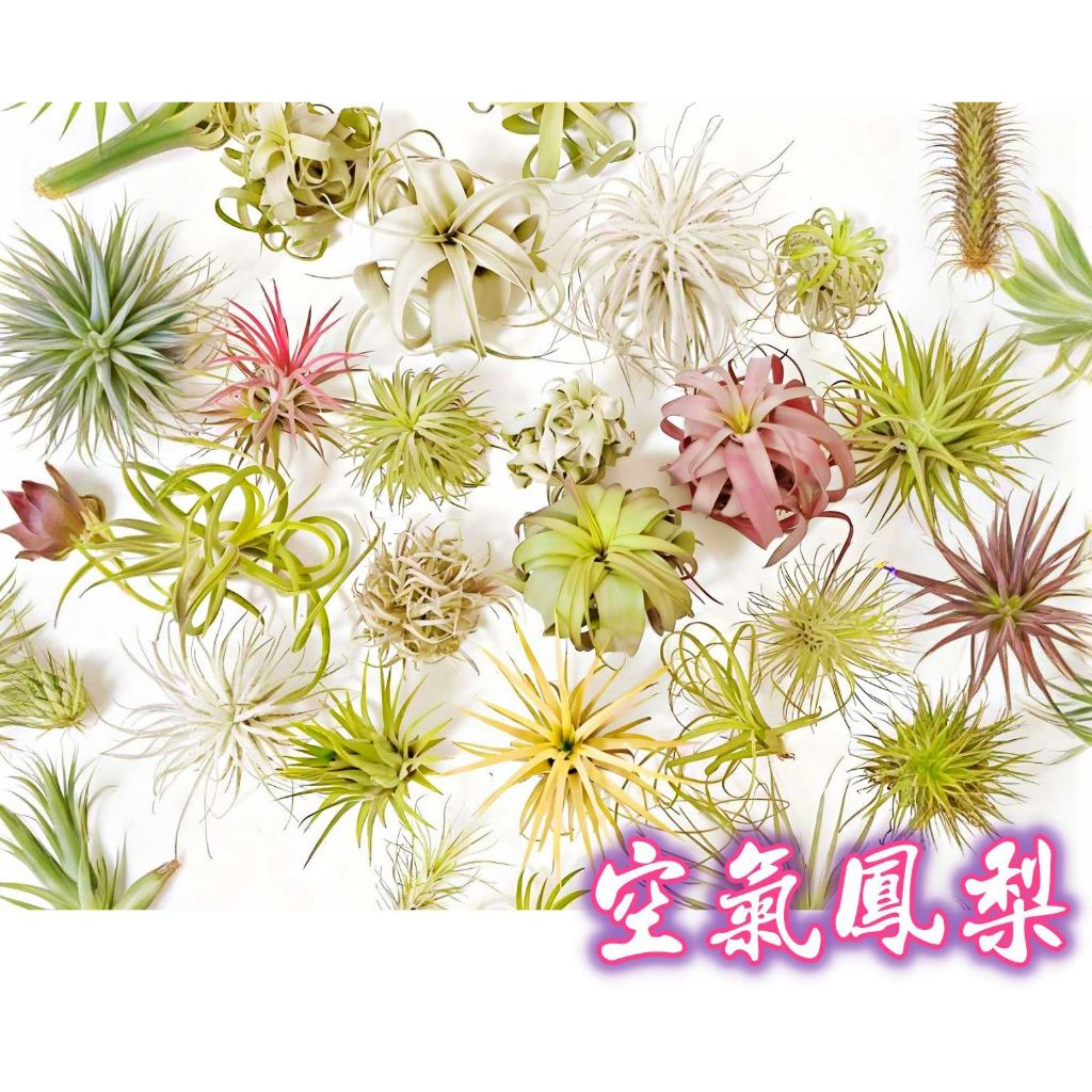 柯比植物 空氣鳳梨   全紅小精靈/章魚/墨西哥/白精靈/三色月光/小精靈/福果/白雪公主/德魯伊/婚禮小物/飛牛蒂娜