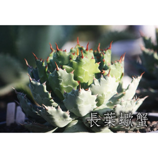 長葉蠍蟹 一物一拍 龍舌蘭科 多肉 陽光美錦DAYLIGHT PLANTS