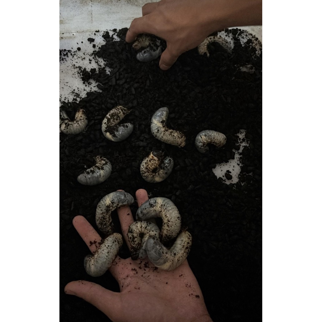 綠島姬兜獨角仙 幼蟲標本模型歡迎私訊 買3送一喔