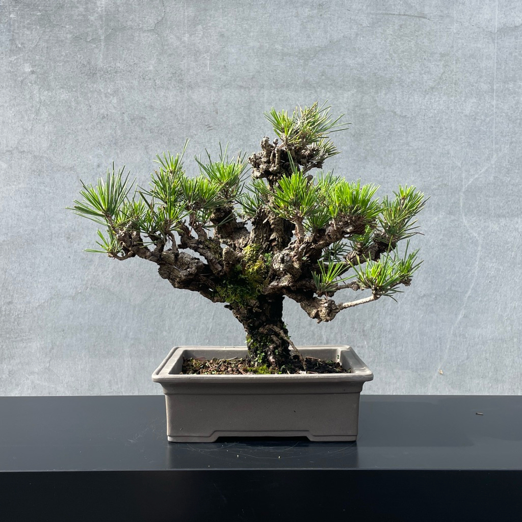 盆栽 小品盆栽 錦松(夢錦)-3 盆栽 小盆栽 錦松(夢錦)-3 錦松｜優惠推薦- 蝦皮購物-