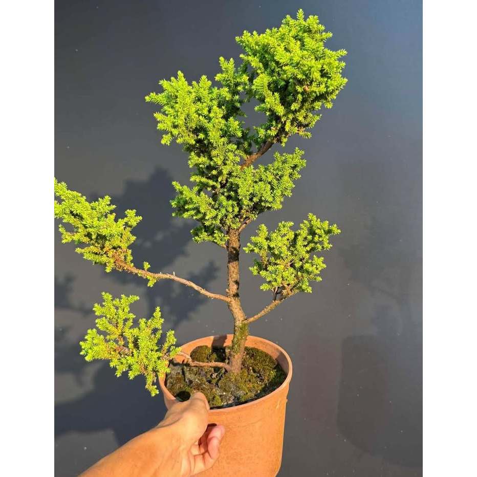 八房杉的價格推薦- 2025年12月| 比價比個夠BigGo