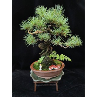 八房五葉松『盆栽』 吾妻五葉松 八房品種【福泉】 吾妻五葉松の人気八房五葉松【福泉