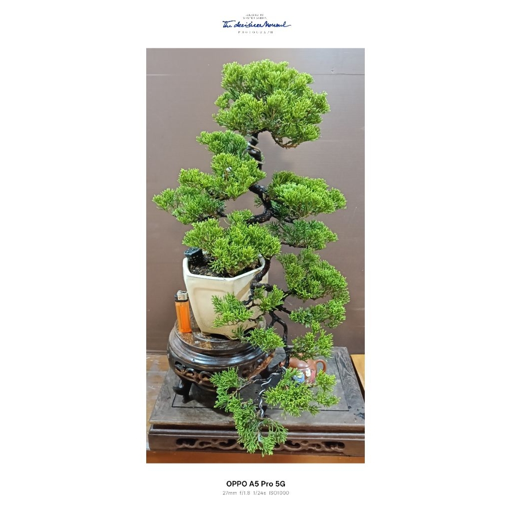 懸崖樹型真柏盆栽的價格推薦- 2026年1月| 比價比個夠BigGo