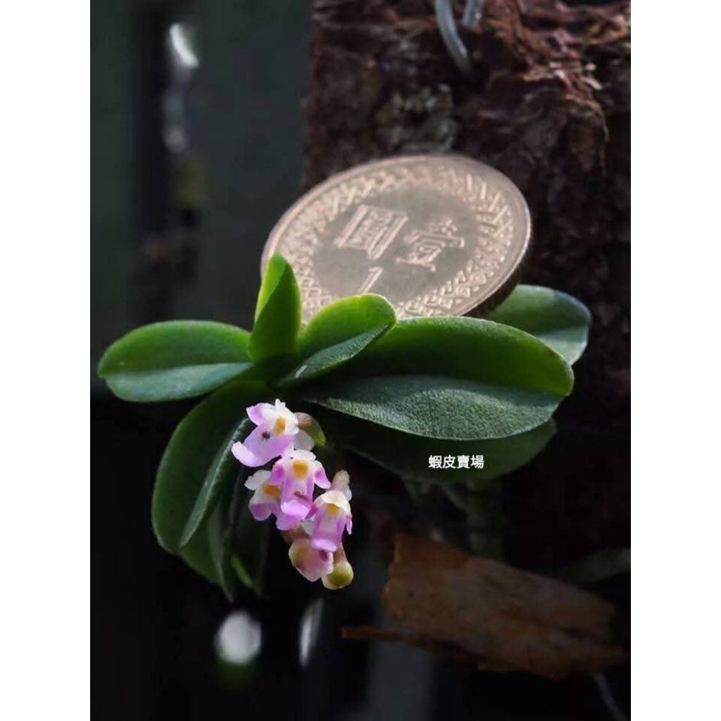 原生蘭｜優惠推薦- 蝦皮購物- 2026年1月