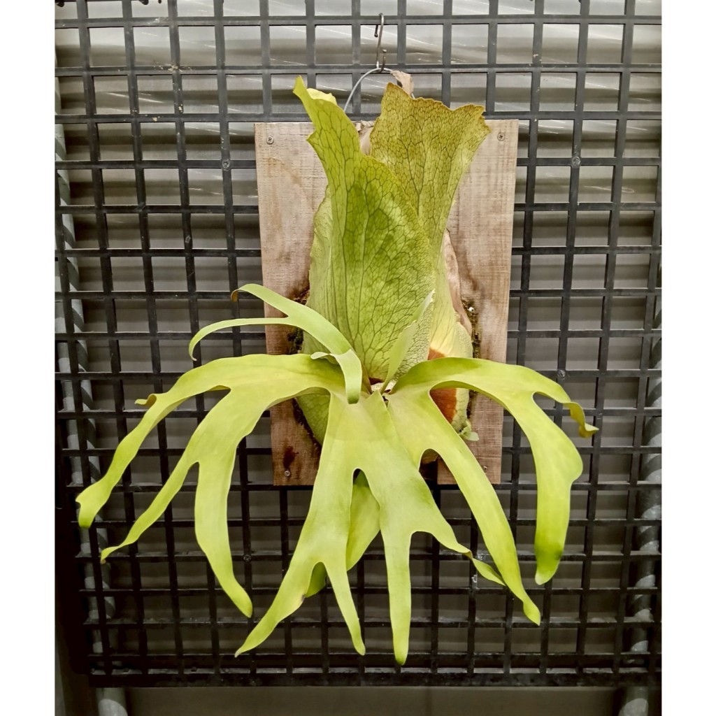 <<29號植物緣>> 一品少見的老品種~阿提密斯/P.Artemis鹿角蕨/鹿角蕨/蕨類/觀葉/Q鹿X非圓