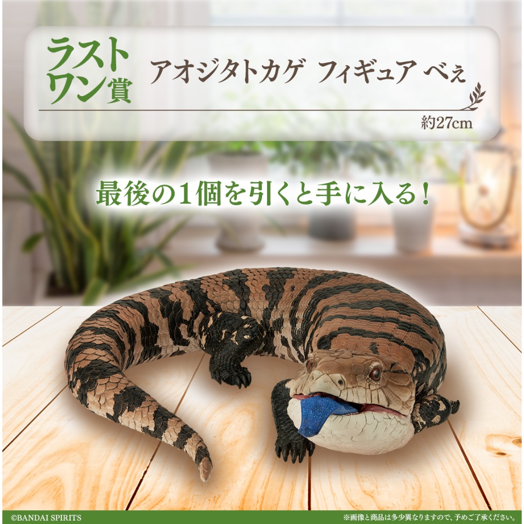 🔥現貨公仔🔥一番賞『爬蟲類＆兩棲類～Tiny Friends～vol.2』