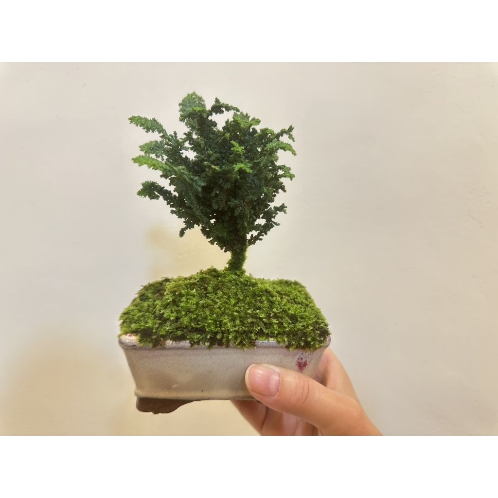 小品盆栽　石化檜　高級盆栽 石化檜 盆栽 盆栽・石化檜 Bonsai Japanese Cypress・Sekahinoki