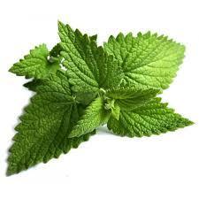 AROMARUTH野地(玉米)薄荷精油Corn Mint (Wild Mint) Essential Oil