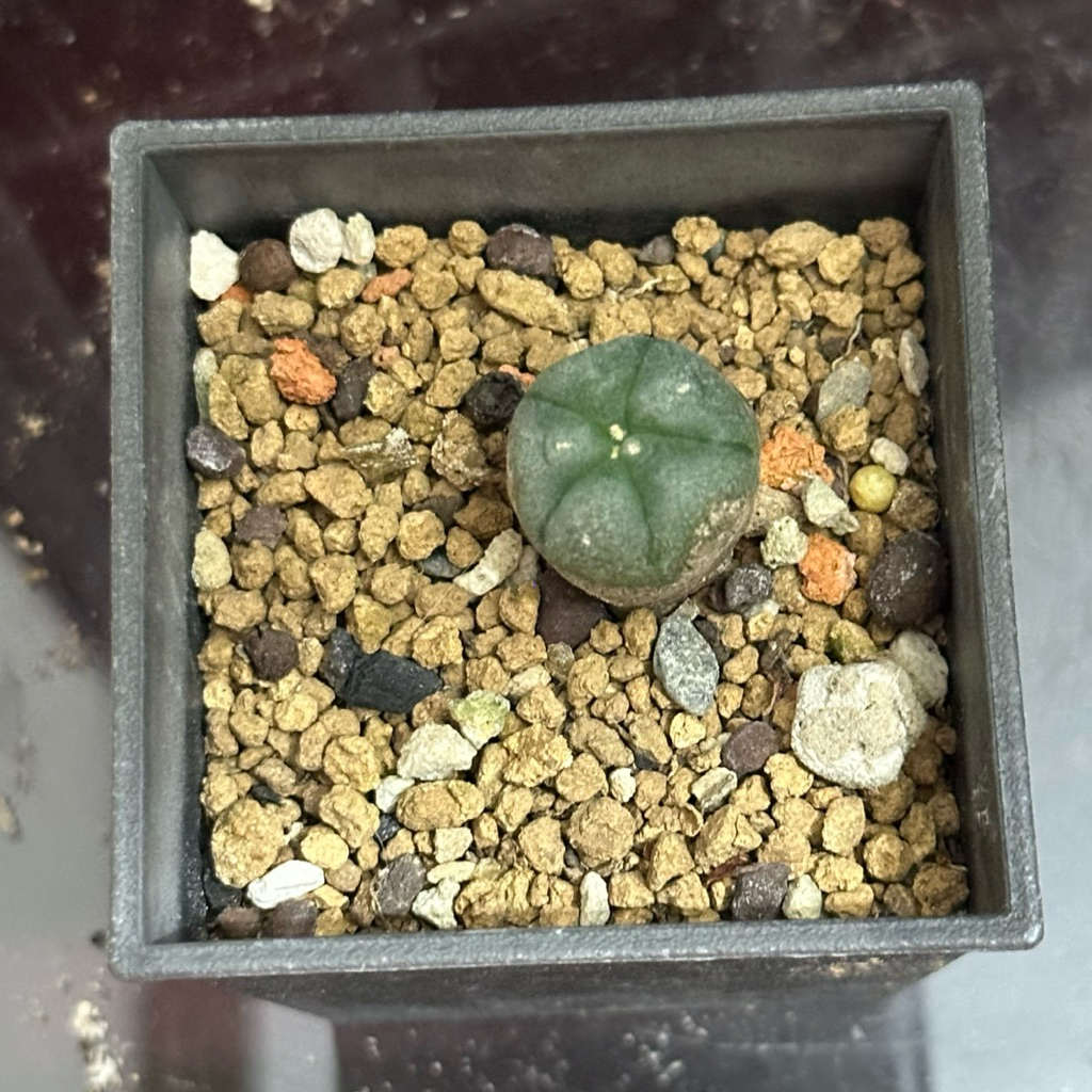 子吹烏羽玉的價格推薦- 2025年10月| 比價比個夠BigGo