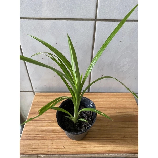 香蘭/七葉蘭/盆栽/苗/斑葉香蘭/香草植物/香露兜樹/斑蘭葉/香蘭葉/芳蘭葉/芋頭香/4吋/無農藥/自家栽培/