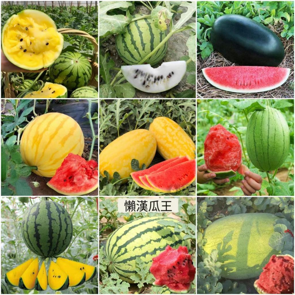 🍉（西瓜種子）現貨粒粒精選 黑美人 麒麟西瓜 早春紅玉西瓜種子 高產高產特甜西瓜種子 庭院田園盆栽地栽水果種子