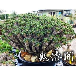 鬼棲閣/12頭 一物一拍 大戢科 多肉 陽光美錦DAYLIGHT PLANTS