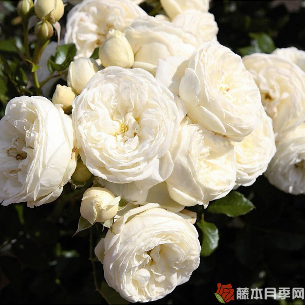 阿提密斯（月亮女神/阿耳特彌斯）7-8吋盆 德國玫瑰🇩🇪可以做花牆｜小型蔓性藤本｜灌木｜花量大