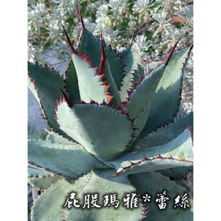 屁股瑪雅*蕾絲 一物一拍 龍舌蘭科 多肉 陽光美錦DAYLIGHT PLANTS