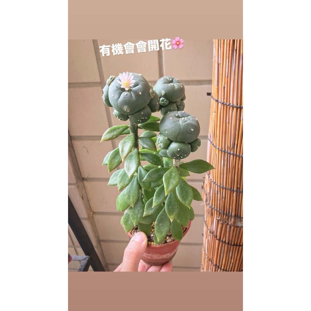 子吹烏羽玉的價格推薦- 2025年12月| 比價比個夠BigGo