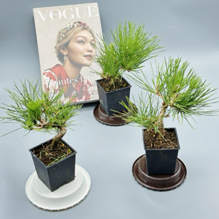 五葉松/盆栽/小品盆栽 至高の小品 五葉松の盆栽を販売｜盆栽妙 – 盆栽妙 本店