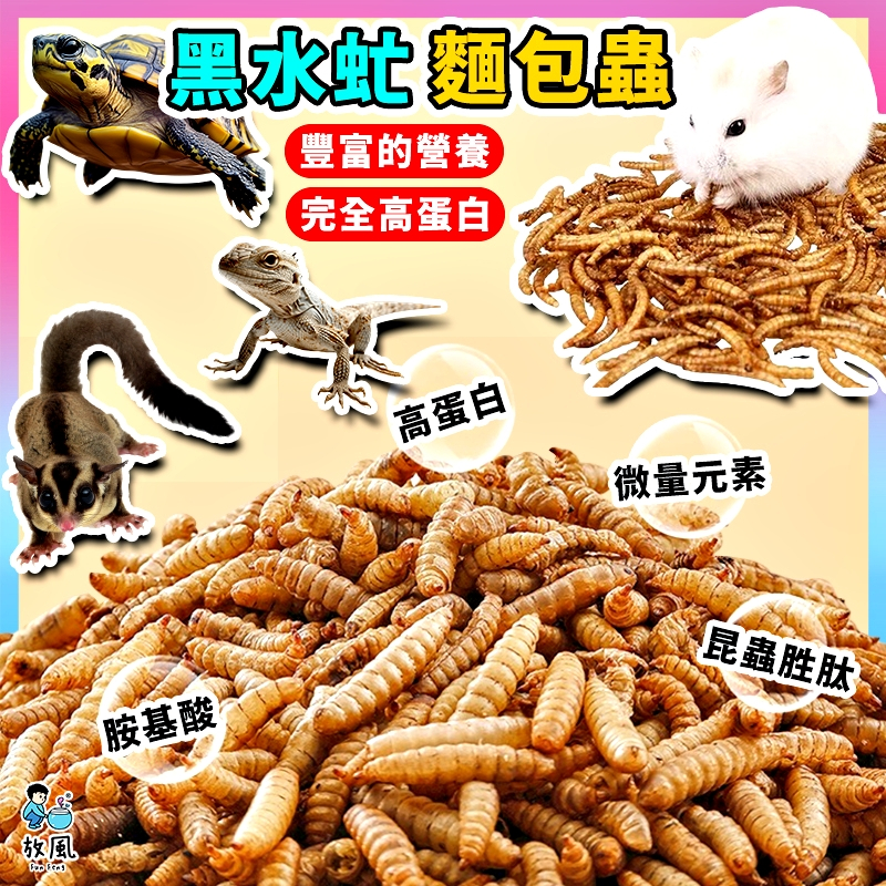 台灣爬蟲大王🦎【黑水虻蟲/麵包蟲乾】兩棲爬蟲 高蛋白飼料 陸龜 倉鼠 鬆獅蜥 鸚鵡蜜袋鼯 刺蝟水族龍魚柯爾鴨澤龜守宮蜥蜴