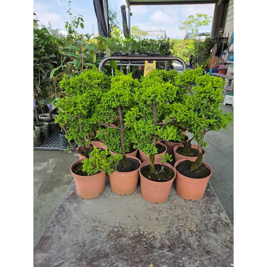 八房杉的價格推薦- 2025年12月| 比價比個夠BigGo