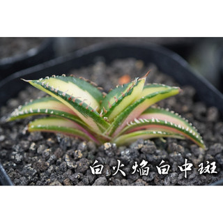 白火焰白中斑 一物一拍 龍舌蘭科 多肉 陽光美錦DAYLIGHT PLANTS