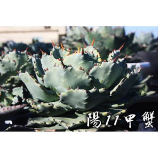 陽11甲蟹 一物一拍 龍舌蘭科 多肉 陽光美錦DAYLIGHT PLANTS