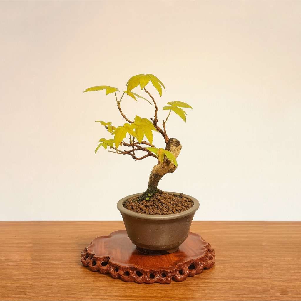 楓盆栽的價格推薦- 2025年11月| 比價比個夠BigGo