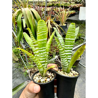 《小蛙的鳳梨花園》積水鳳梨/斑馬鳳梨/綠斑馬/迷你綠斑馬