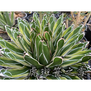 虎斑笹之雪 一物一拍 龍舌蘭科 多肉 陽光美錦DAYLIGHT PLANTS