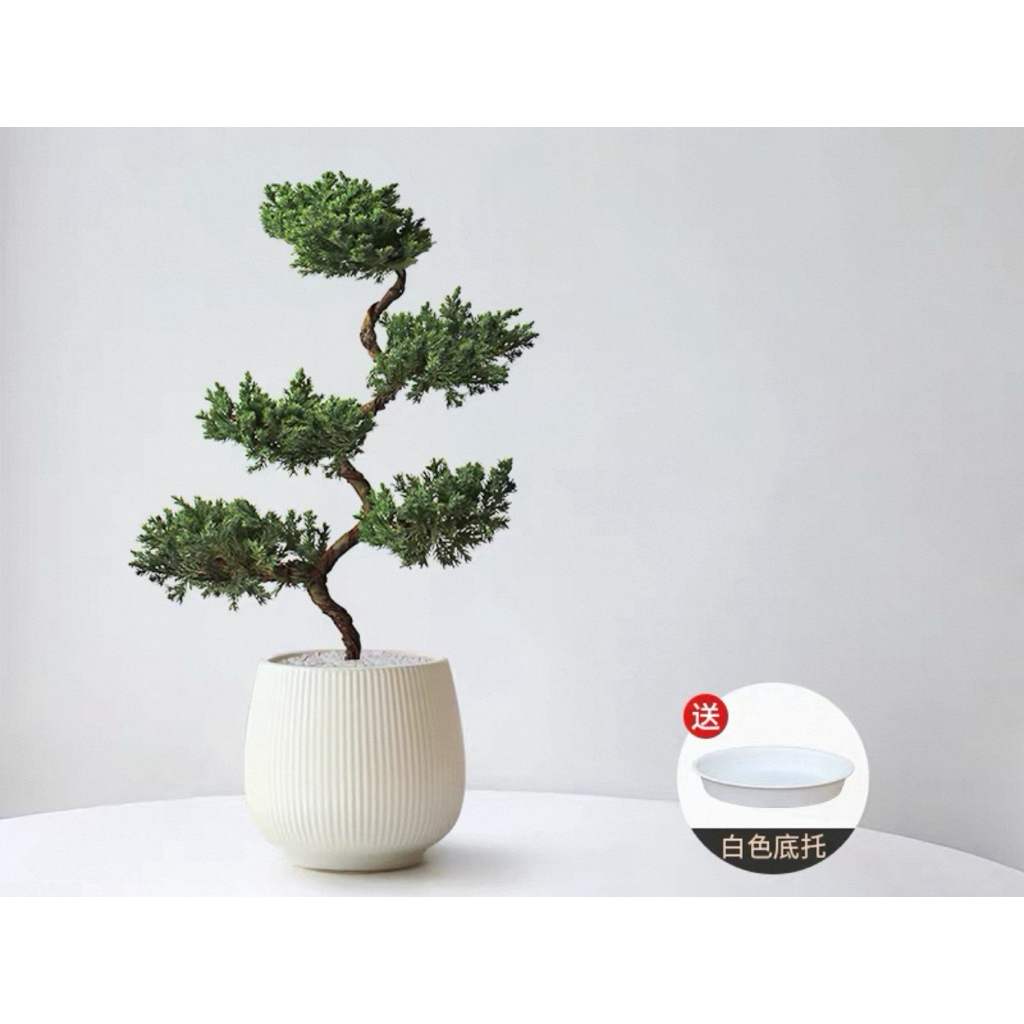 松柏盆栽｜優惠推薦- 蝦皮購物- 2026年10月
