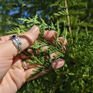 【加油區20ml+】北美白雪松葉精油 (THUJA) White Cedar Leaf