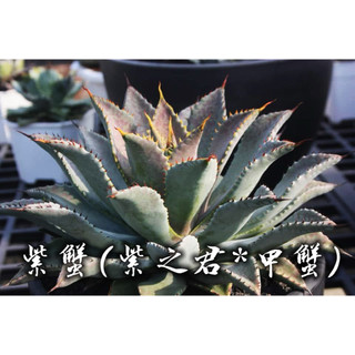 紫蟹(紫之君*甲蟹) 一物一拍 龍舌蘭科 多肉 陽光美錦DAYLIGHT PLANTS
