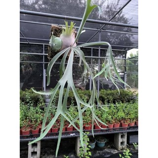 (蕨嘉松苑)超低特價259 鹿角蕨(069)~P.Lanna澳銀交爪哇 側芽
