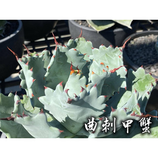 曲刺甲蟹 一物一拍 龍舌蘭科 多肉 陽光美錦DAYLIGHT PLANTS