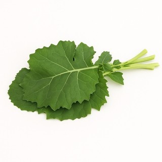 早收羽衣甘藍種子︱Premier Kale︱口感細緻
