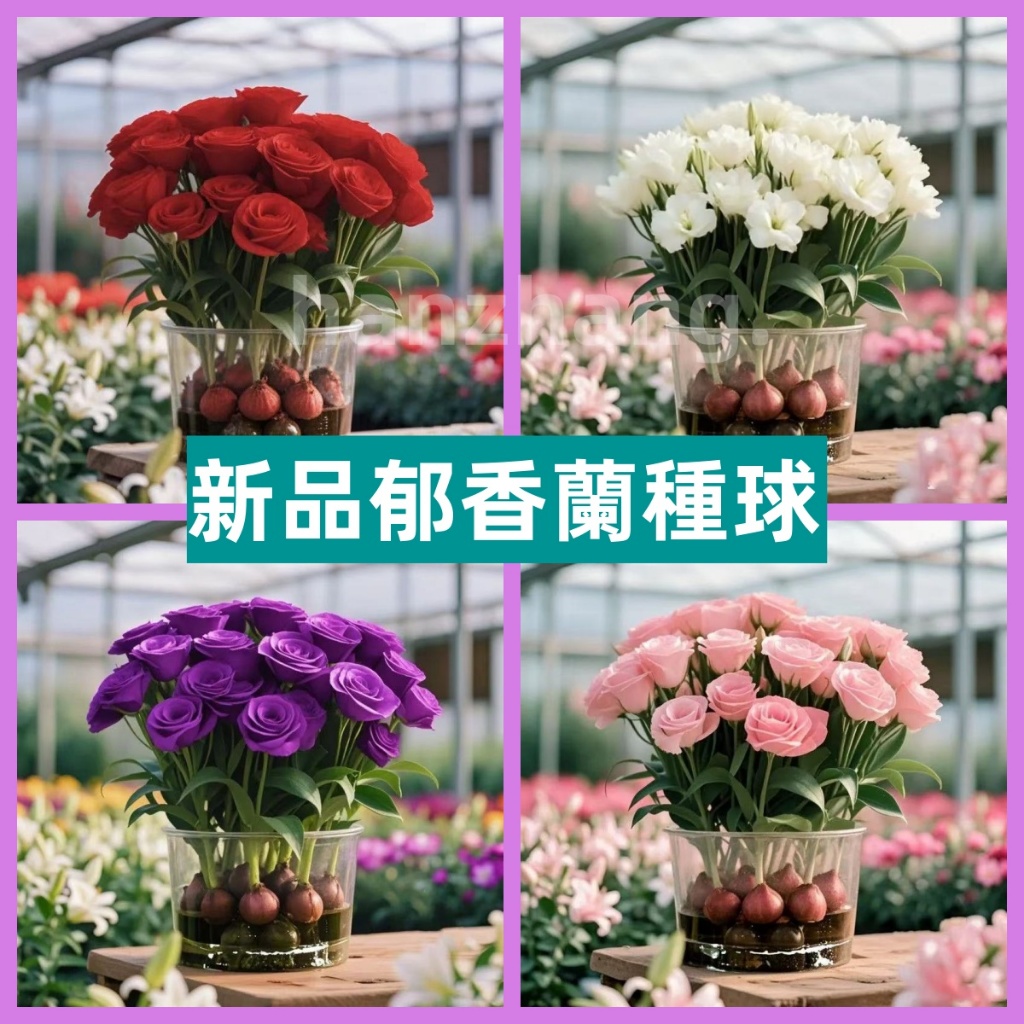 買五送一【新品種球】新品郁香蘭種球 四季種植 種子 種球 濃香驅蚊超長花期郁香蘭毬花卉綠植四季開花室內好養陽台客廳淨化