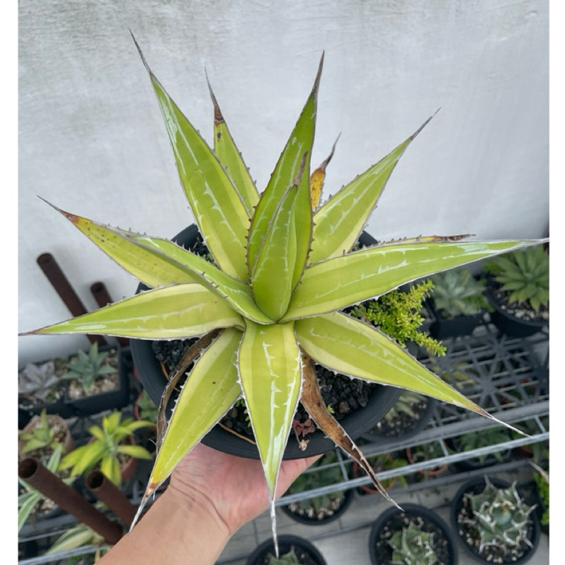 龍舌蘭白覆輪的價格推薦- 2026年5月| 比價比個夠BigGo