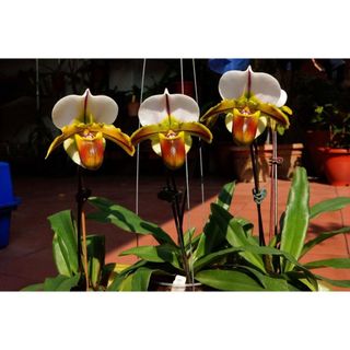 Paph.Bruno 大青蛙(四腳青蛙)小青蛙後代 拖鞋蘭 蘭花植株