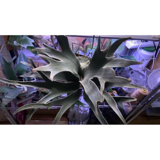 《pleco精品側芽》 oswald the Lucky Rabbit幸運兔