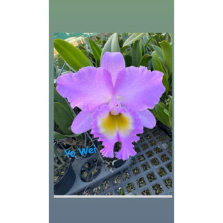 Blc Mount Hood'Orchidglade' 紅瑪莉（香花）（零售/批發）