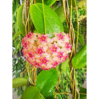 hoya surigao del sur毬蘭｜賞花型｜續化性毬蘭