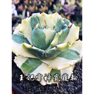 王妃雷神寬覆輪 一物一拍 龍舌蘭科 多肉 陽光美錦DAYLIGHT PLANTS
