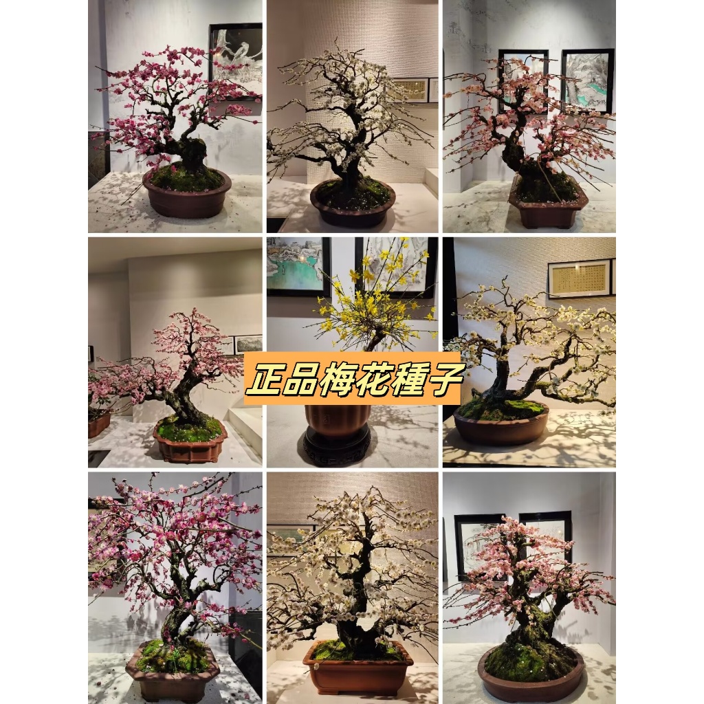 三河盆栽　紅梅　盆栽 三河盆栽 紅梅 盆栽