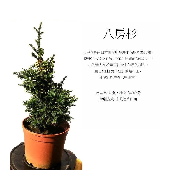 八房杉的價格推薦- 2025年12月| 比價比個夠BigGo